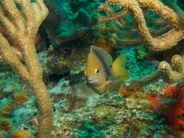 Cocoa Damselfish IMG 4546